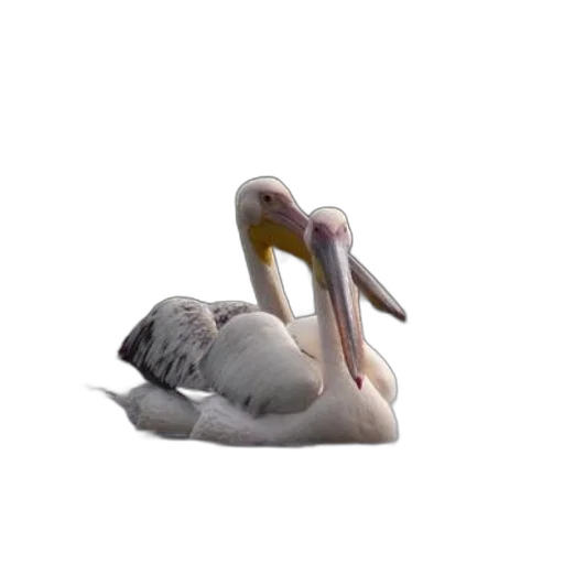 animal, creature, shoes, hair transparent PNG cut-out