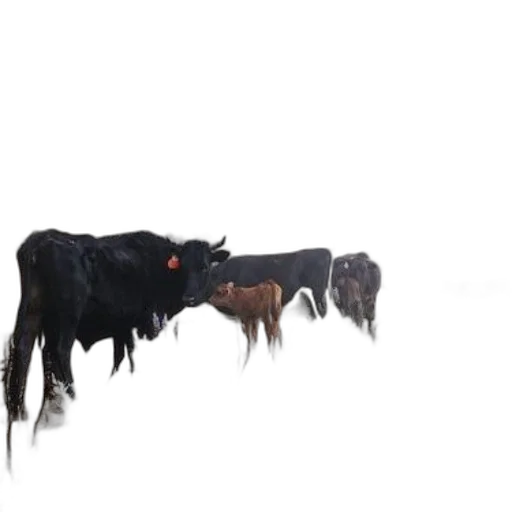 animal, hair, creature, hat transparent PNG cut-out