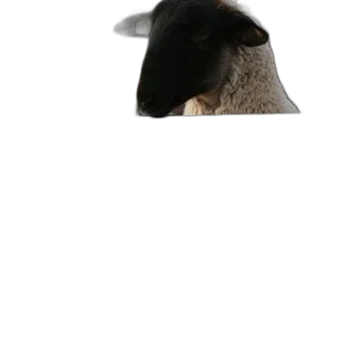 hat, animal, mask, face transparent PNG cut-out