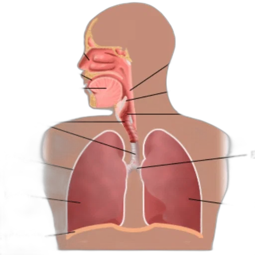 mask, face, anatomical, diagram transparent PNG cut-out