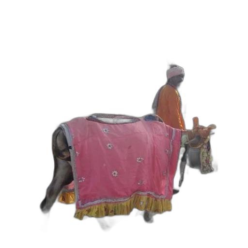 animal, staff, hat, crown transparent PNG cut-out