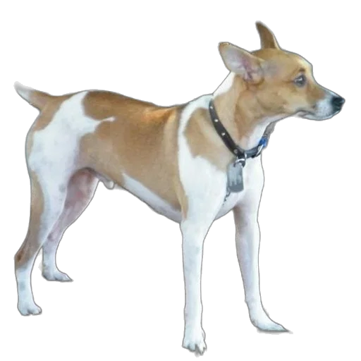 animal, staff, creature, photorealistic transparent PNG cut-out