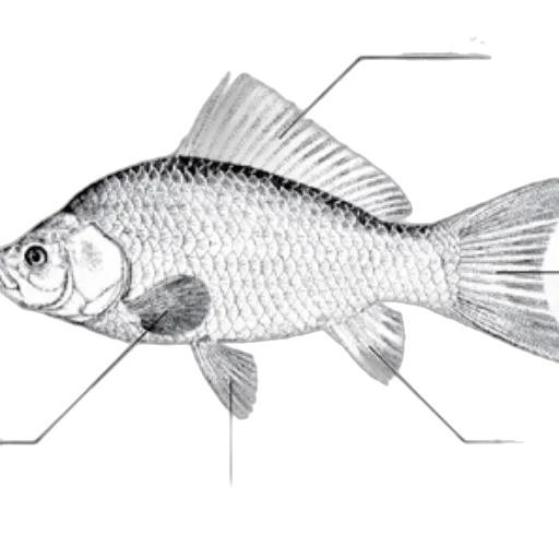 animal, staff, creature, food transparent PNG cut-out