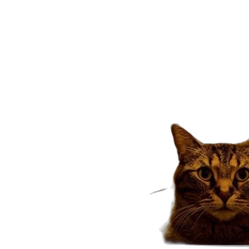 animal, creature, face, staff transparent PNG cut-out