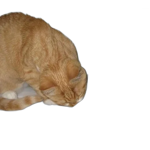 animal, hat, staff, creature transparent PNG cut-out