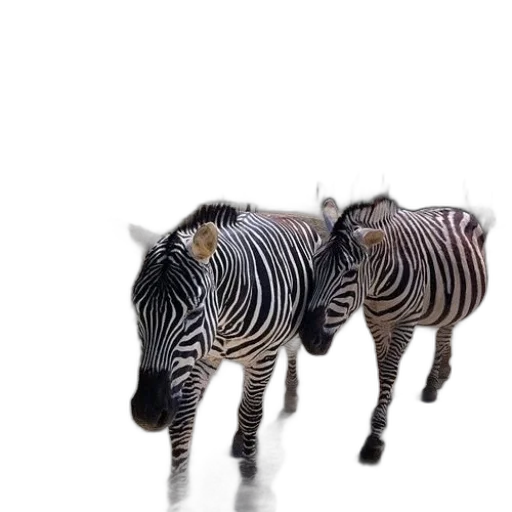 animal, creature, shoes, furniture transparent PNG cut-out