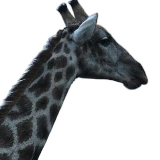 animal, hat, staff, crown transparent PNG cut-out