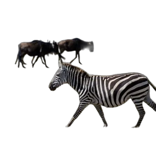 animal, furniture, creature, jewelry transparent PNG cut-out