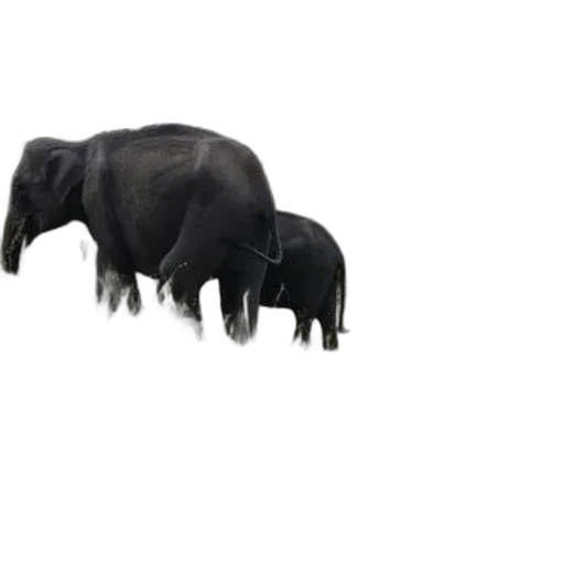 animal, creature, hat, jewelry transparent PNG cut-out