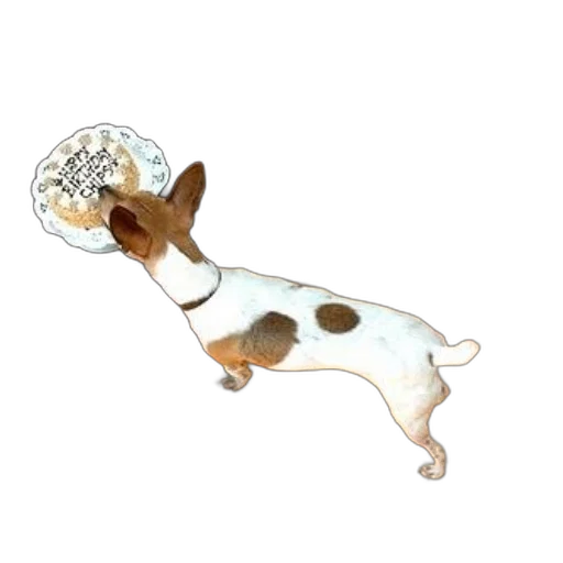 jewelry, staff, umbrella, animal transparent PNG cut-out
