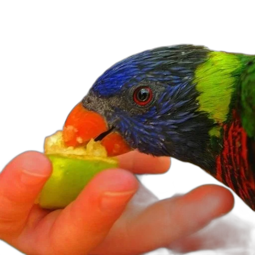food, animal, jewelry, creature transparent PNG cut-out