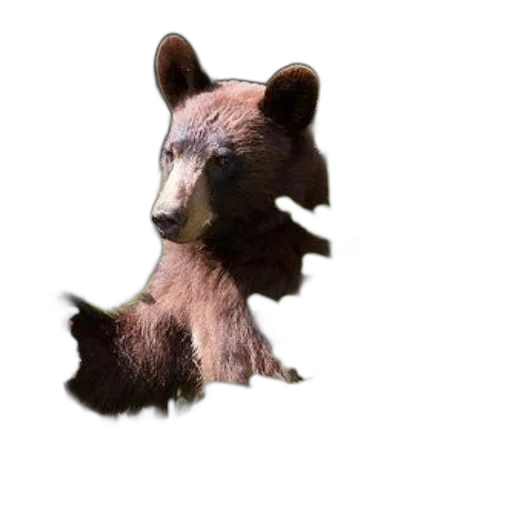 animal, creature, dragon, hair transparent PNG cut-out