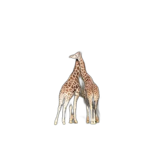 animal, creature, jewelry, shoes transparent PNG cut-out