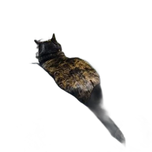 staff, animal, creature, hat transparent PNG cut-out