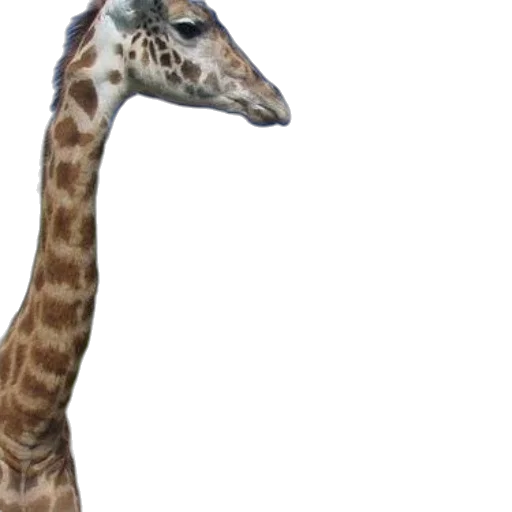 animal, creature, staff, face transparent PNG cut-out