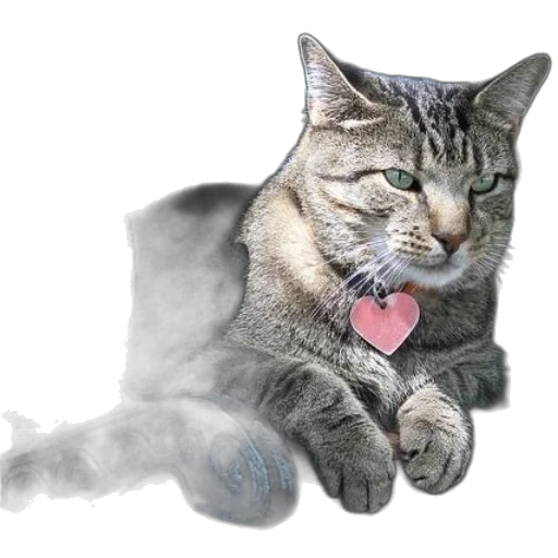 animal, staff, creature, face transparent PNG cut-out