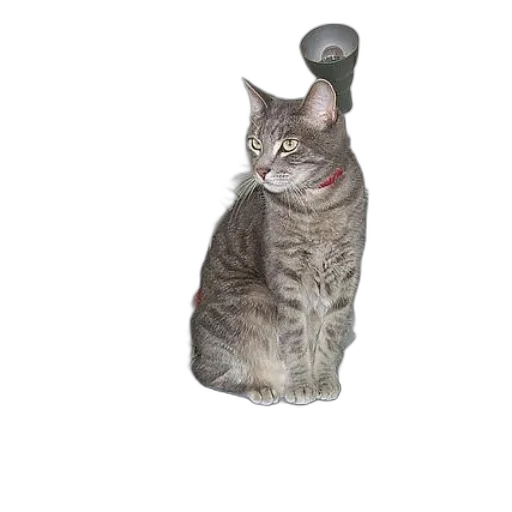 staff, animal, weapon, robot transparent PNG cut-out