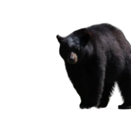 animal, creature, staff, hair transparent PNG cut-out