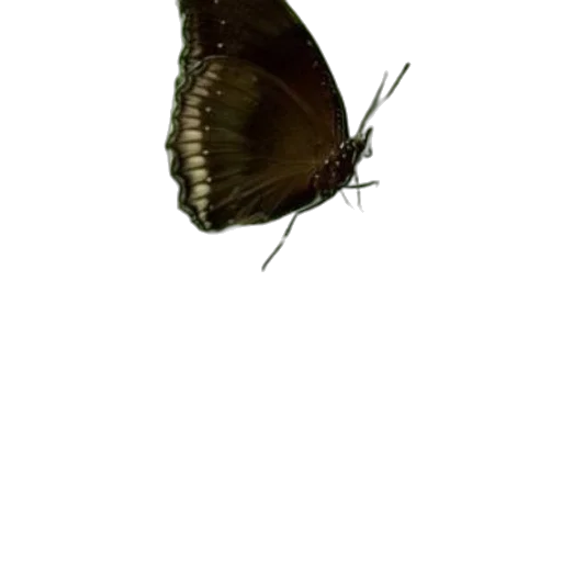 animal, creature, staff, umbrella transparent PNG cut-out
