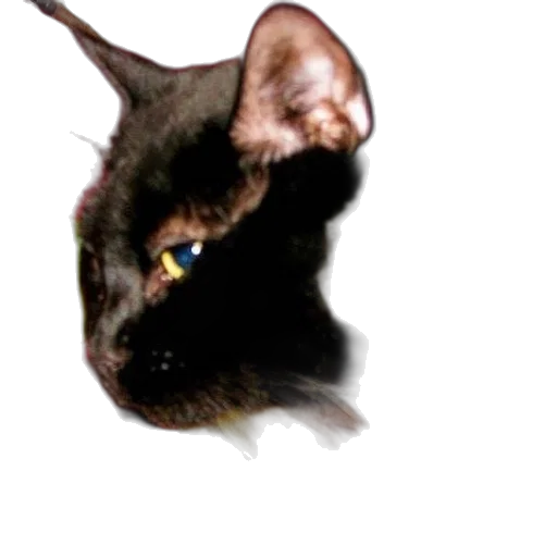 animal, staff, face, creature transparent PNG cut-out