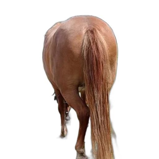 hair, animal, creature, staff transparent PNG cut-out