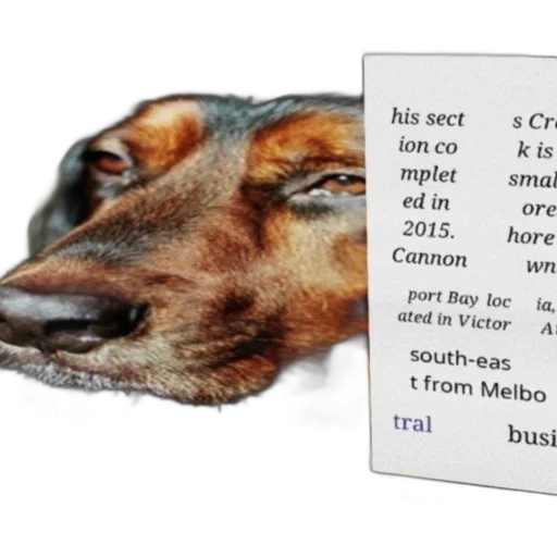 animal, creature, face, dragon transparent PNG cut-out