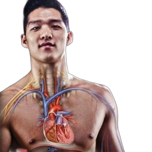 photorealistic, human, anatomy, textbook transparent PNG cut-out
