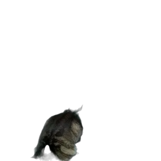 hair, animal, creature, hat transparent PNG cut-out
