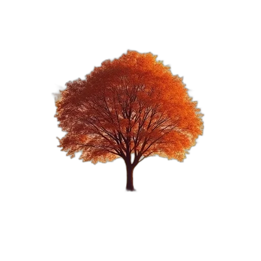 tree, crown, hat, hair transparent PNG cut-out