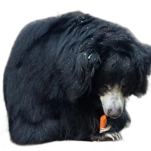 animal, hair, creature, staff transparent PNG cut-out