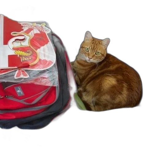 jacket, animal, shoes, cat transparent PNG cut-out