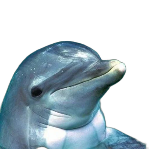 animal, creature, mask, face transparent PNG cut-out
