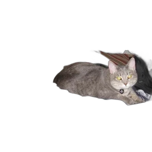 animal, creature, hat, weapon transparent PNG cut-out