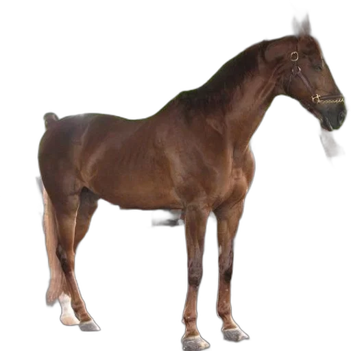 animal, creature, staff, hair transparent PNG cut-out