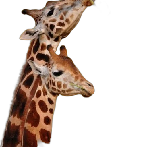 animal, creature, staff, face transparent PNG cut-out