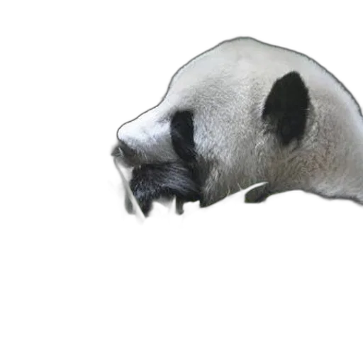 animal, mask, hat, creature transparent PNG cut-out