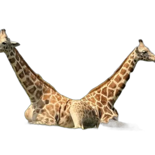 animal, creature, shoes, furniture transparent PNG cut-out