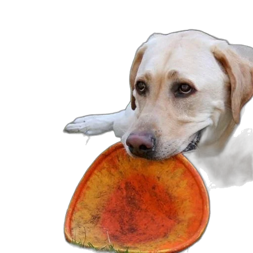 hat, food, animal, weapon transparent PNG cut-out