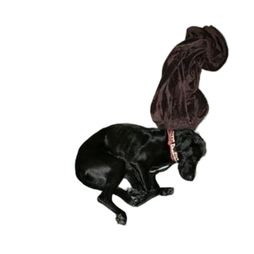animal, staff, hair, hat transparent PNG cut-out