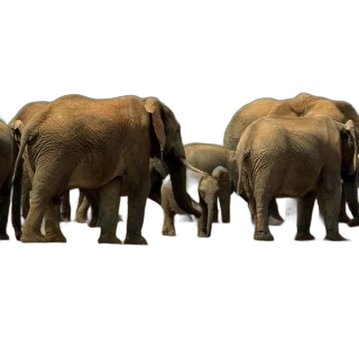 animal, concept art, 3d render, photorealistic transparent PNG cut-out