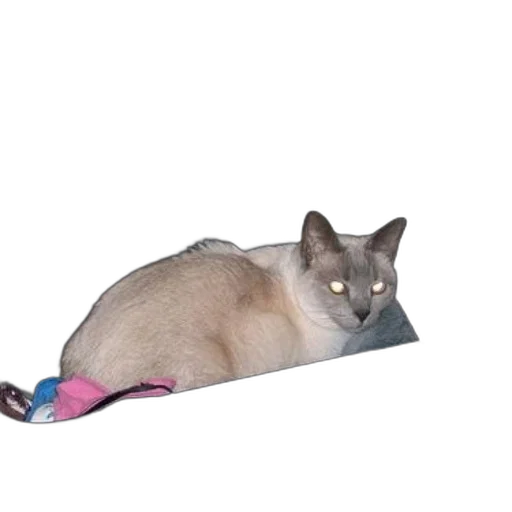 shoes, staff, animal, creature transparent PNG cut-out