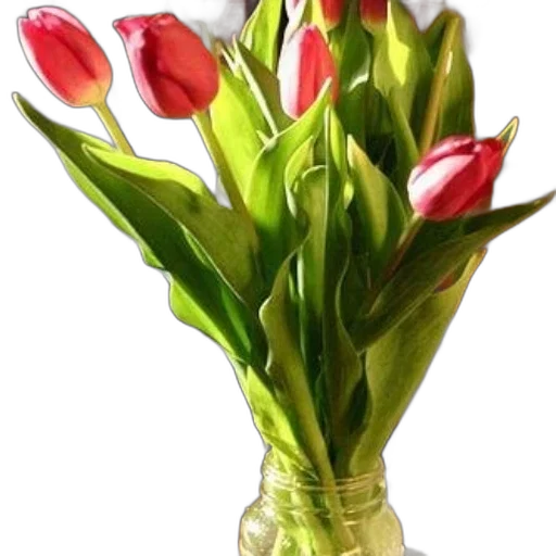 flower, crown, photorealistic, 3d render transparent PNG cut-out