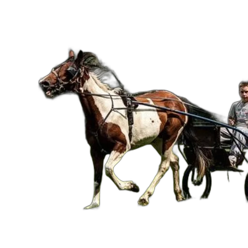 animal, car, staff, photorealistic transparent PNG cut-out