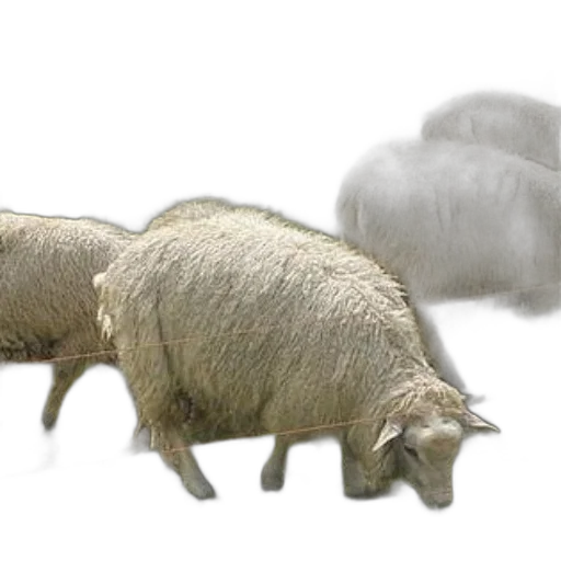 animal, photorealistic, 3d render, concept art transparent PNG cut-out