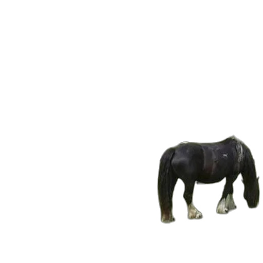 animal, creature, furniture, hair transparent PNG cut-out