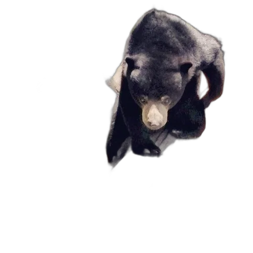 animal, mask, creature, face transparent PNG cut-out