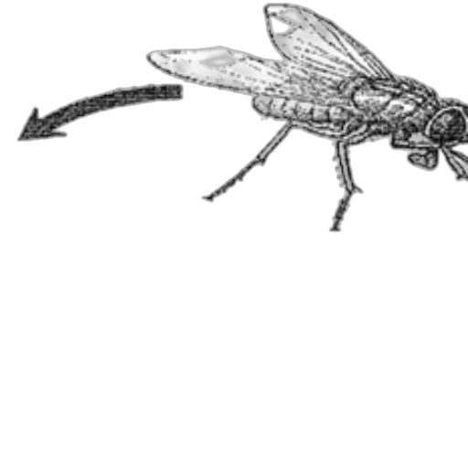 animal, staff, creature, robot transparent PNG cut-out