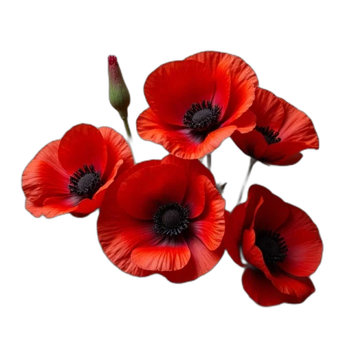 flower, crown, weapon, dress transparent PNG cut-out