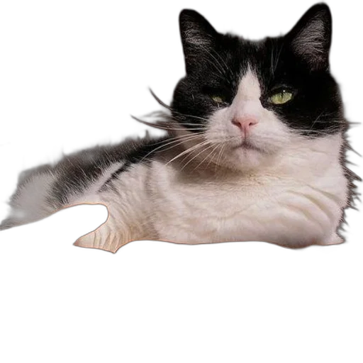 animal, creature, staff, face transparent PNG cut-out