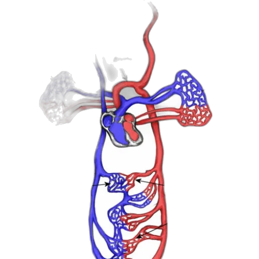 concept art, diagram, illustrating, circulatory transparent PNG cut-out